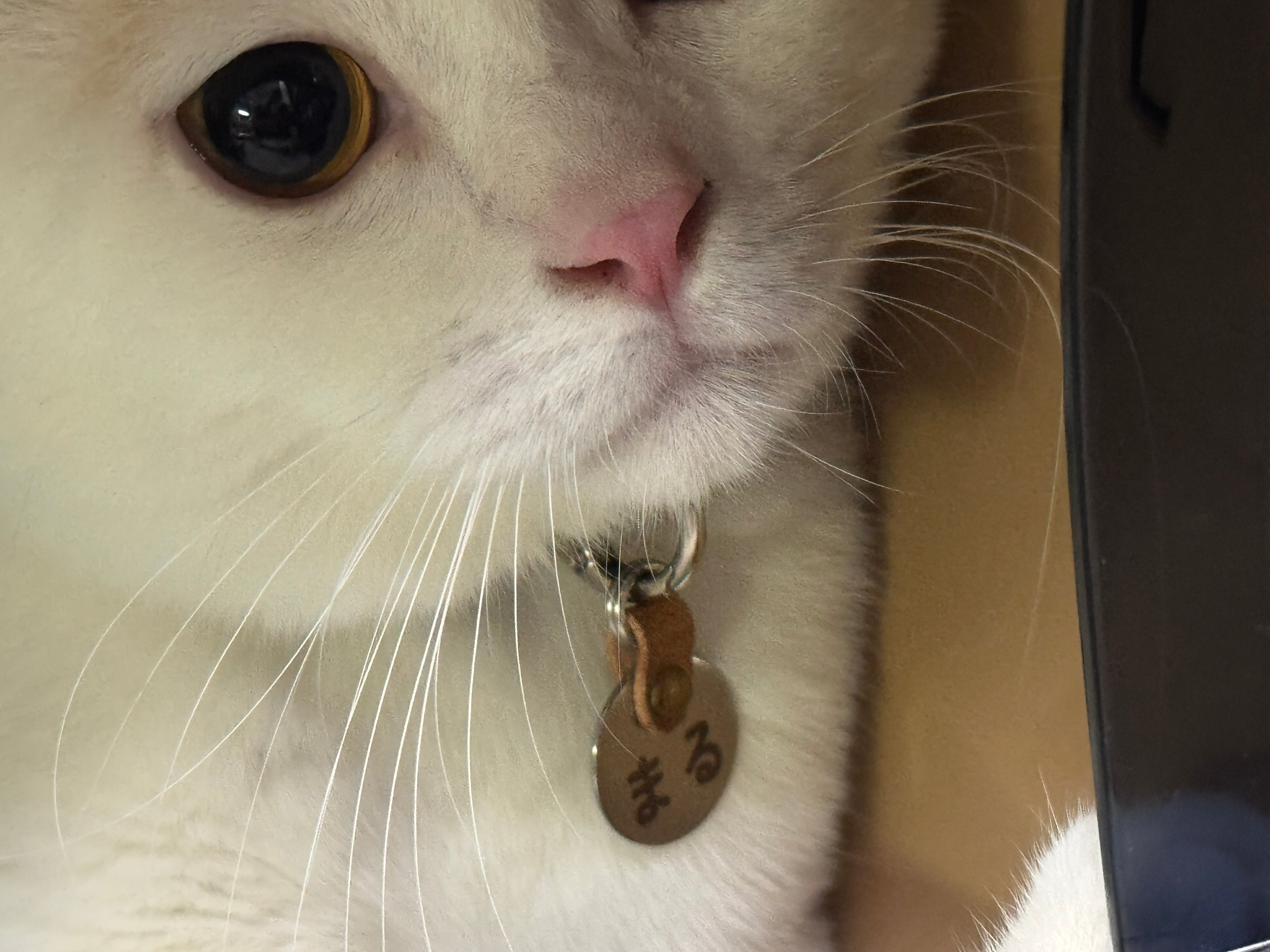 わんちゃん、ねこちゃん用首輪チャーム（名入れ）