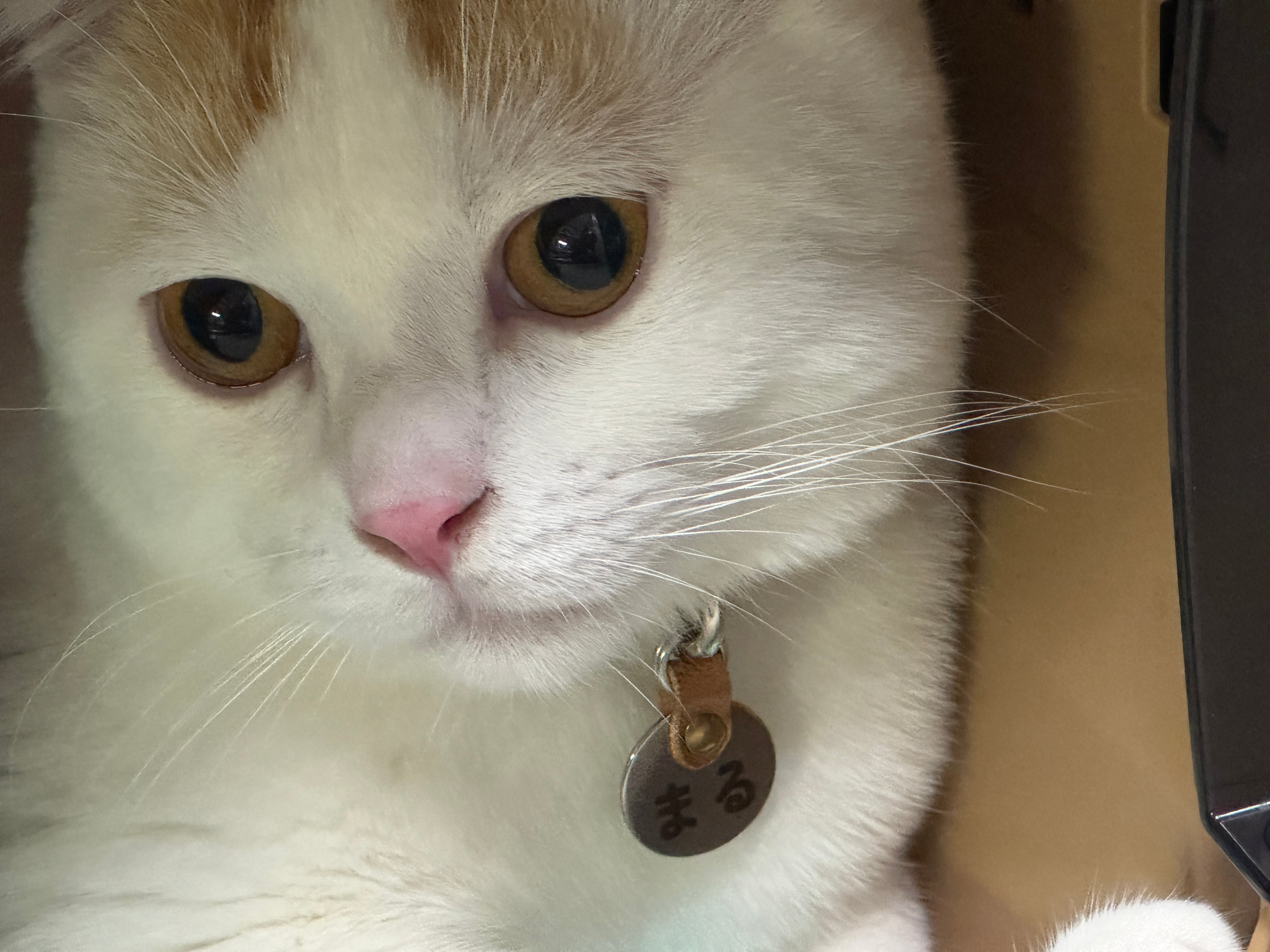 わんちゃん、ねこちゃん用首輪チャーム（名入れ）